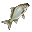 Crucian Carp.png