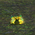 Earth Power Flower.png