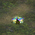 Storm Power Flower.png