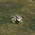 Common Power Flower.png