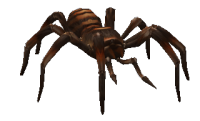 Baby Spider.png